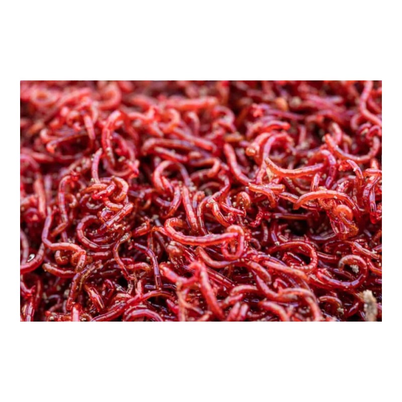 Live Bloodworms 45ml