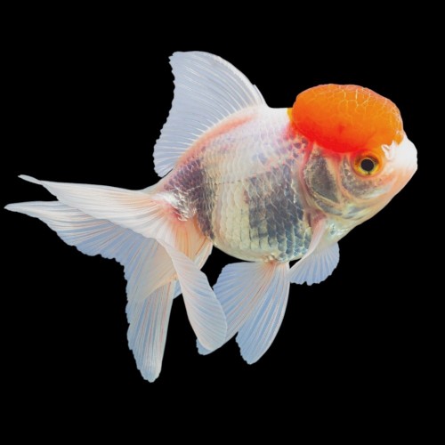 Oranda Goldfish