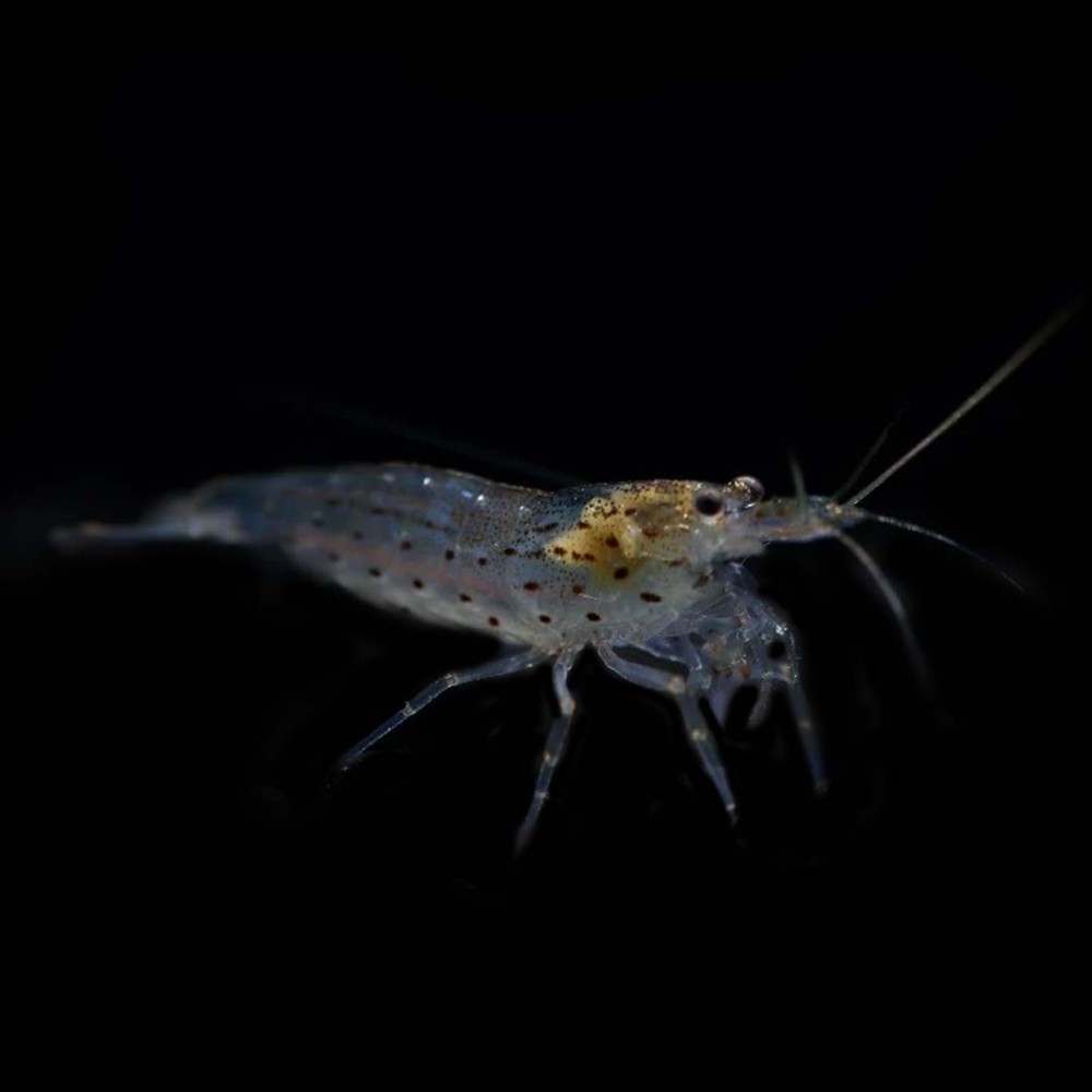 Flying Fish/Stage 3 #215 Ghost Shrimp