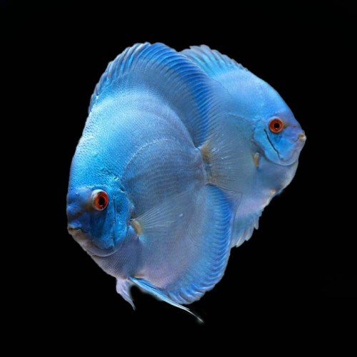 Blue Diamond Discus