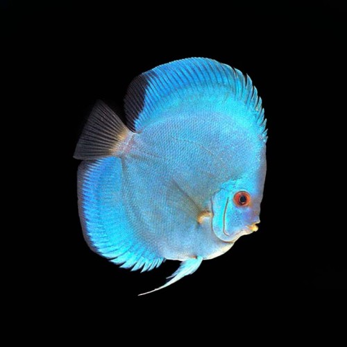 Blue Diamond Discus