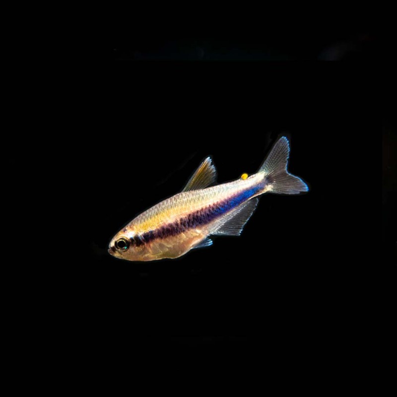 Diamond Head Neon Tetra. – Bay Bridge Aquarium