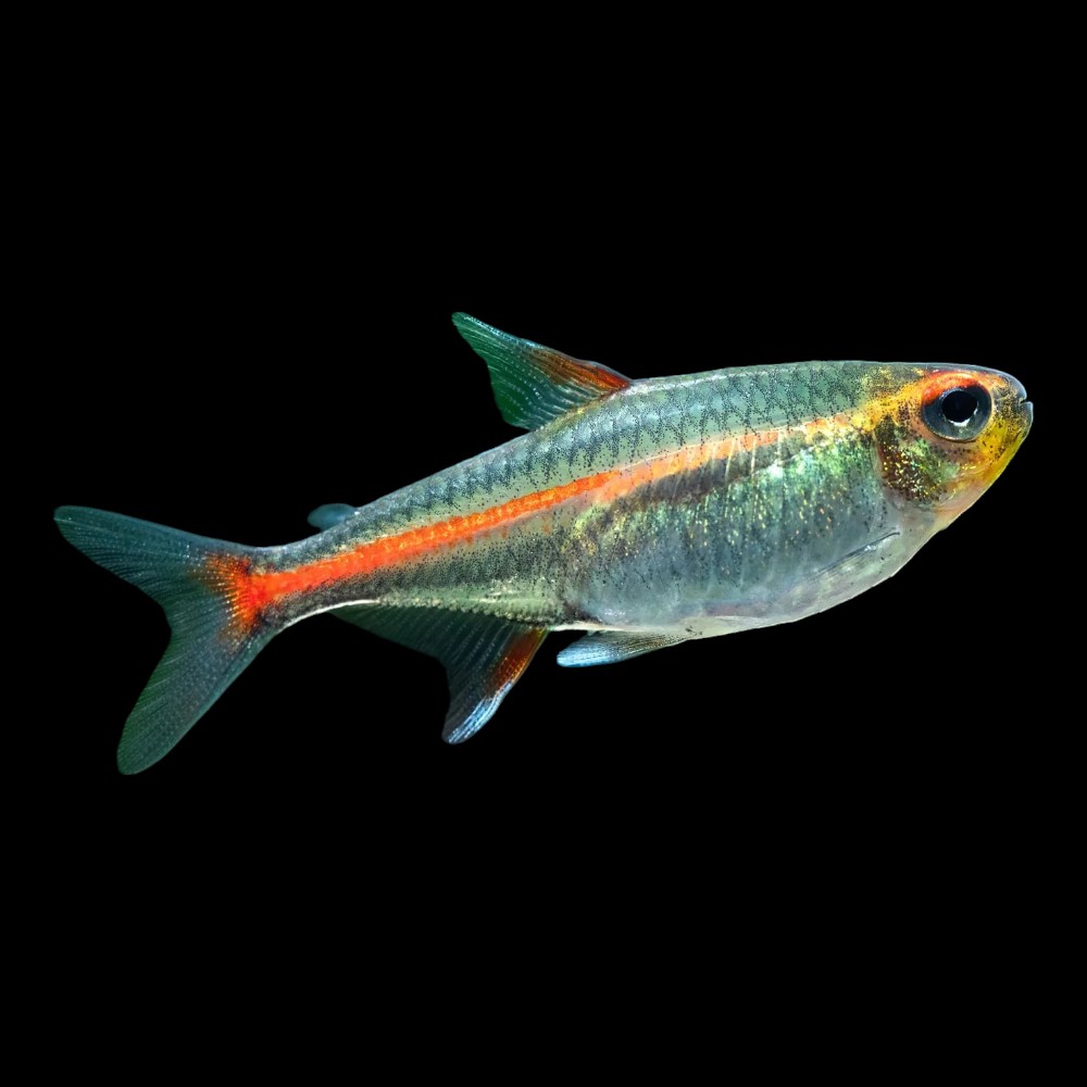 Neon Tetra: Striking Schooling Fish - Flip Aquatics