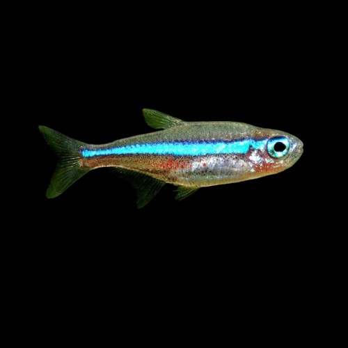 Green Neon Tetra