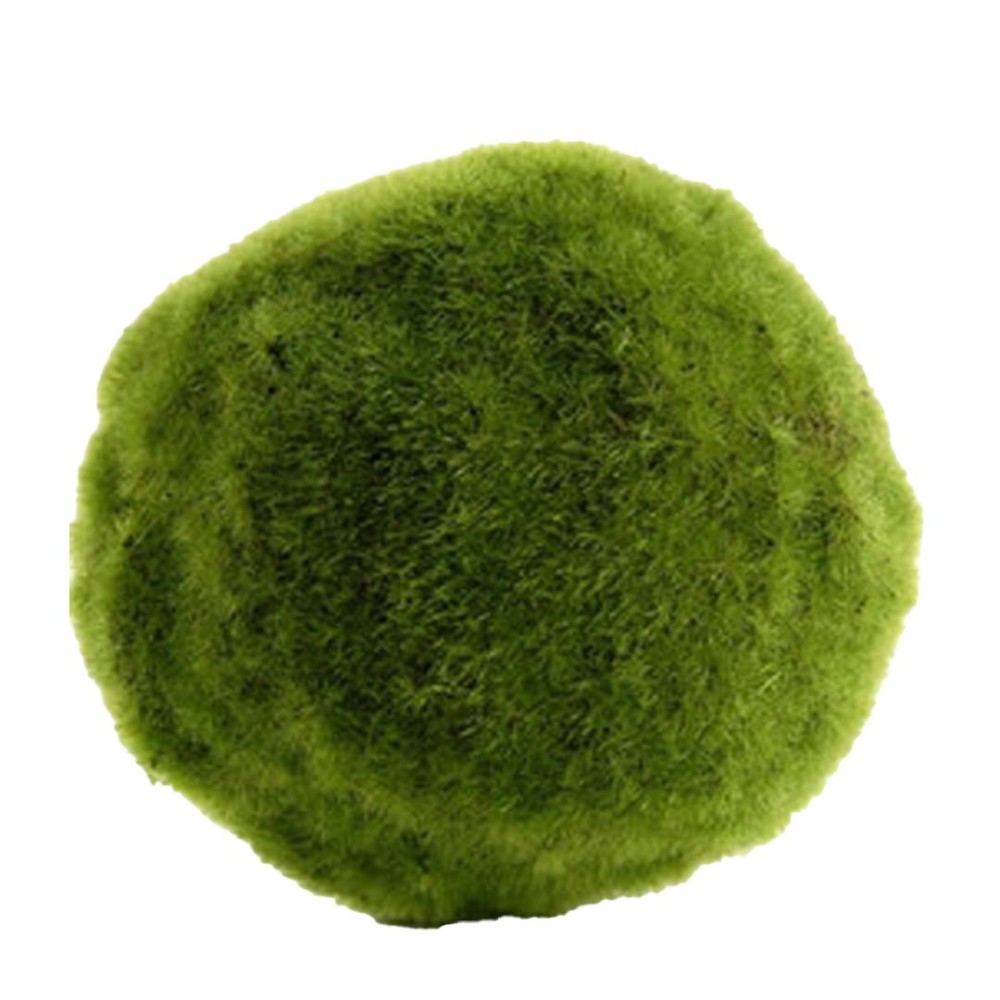 What could cause a Marimo moss ball to do this? : r/PlantedTank