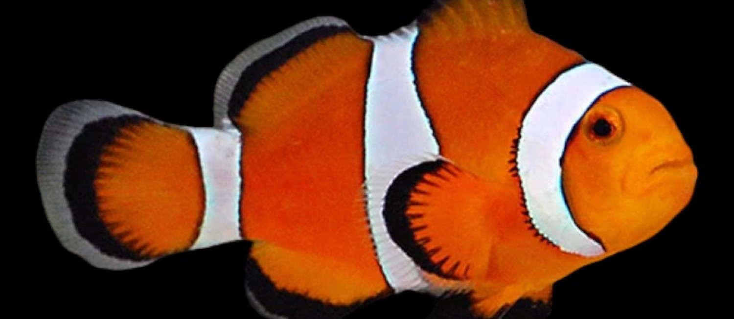 New Yellow Tangs, Picasso Clowns, Atlantic Anemones and more!!