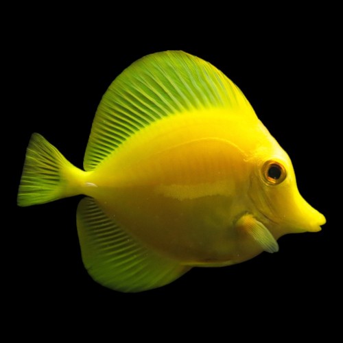 Yellow Tang