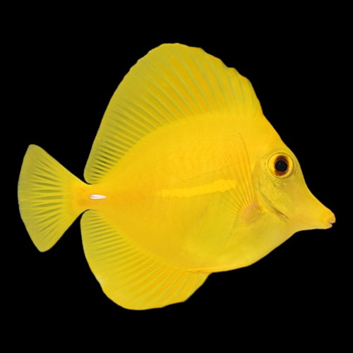 Yellow Tang