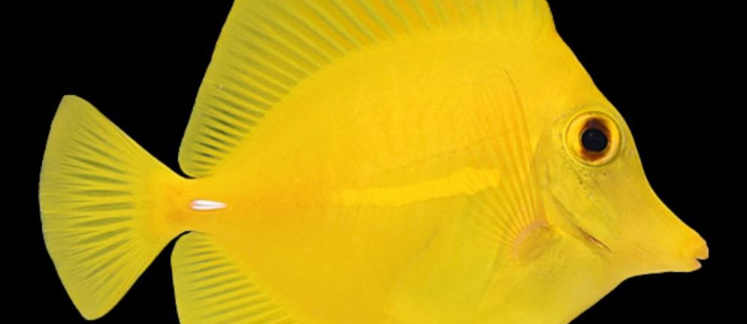 Discover Our Exquisite New Marine Fish Arrivals!