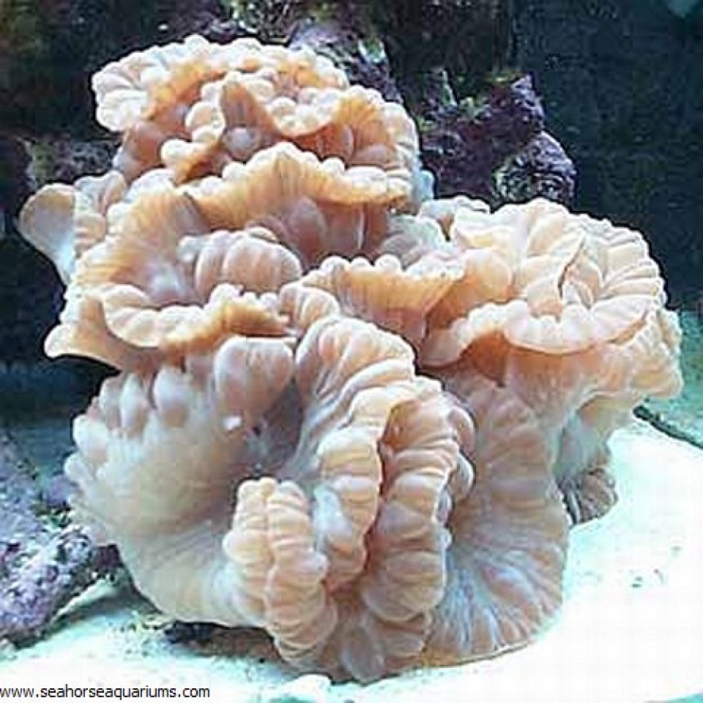 Fox Coral - Small