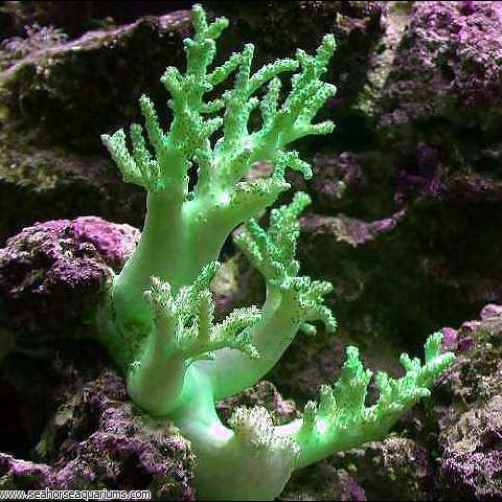 Green Nephthea Soft Coral      - Small