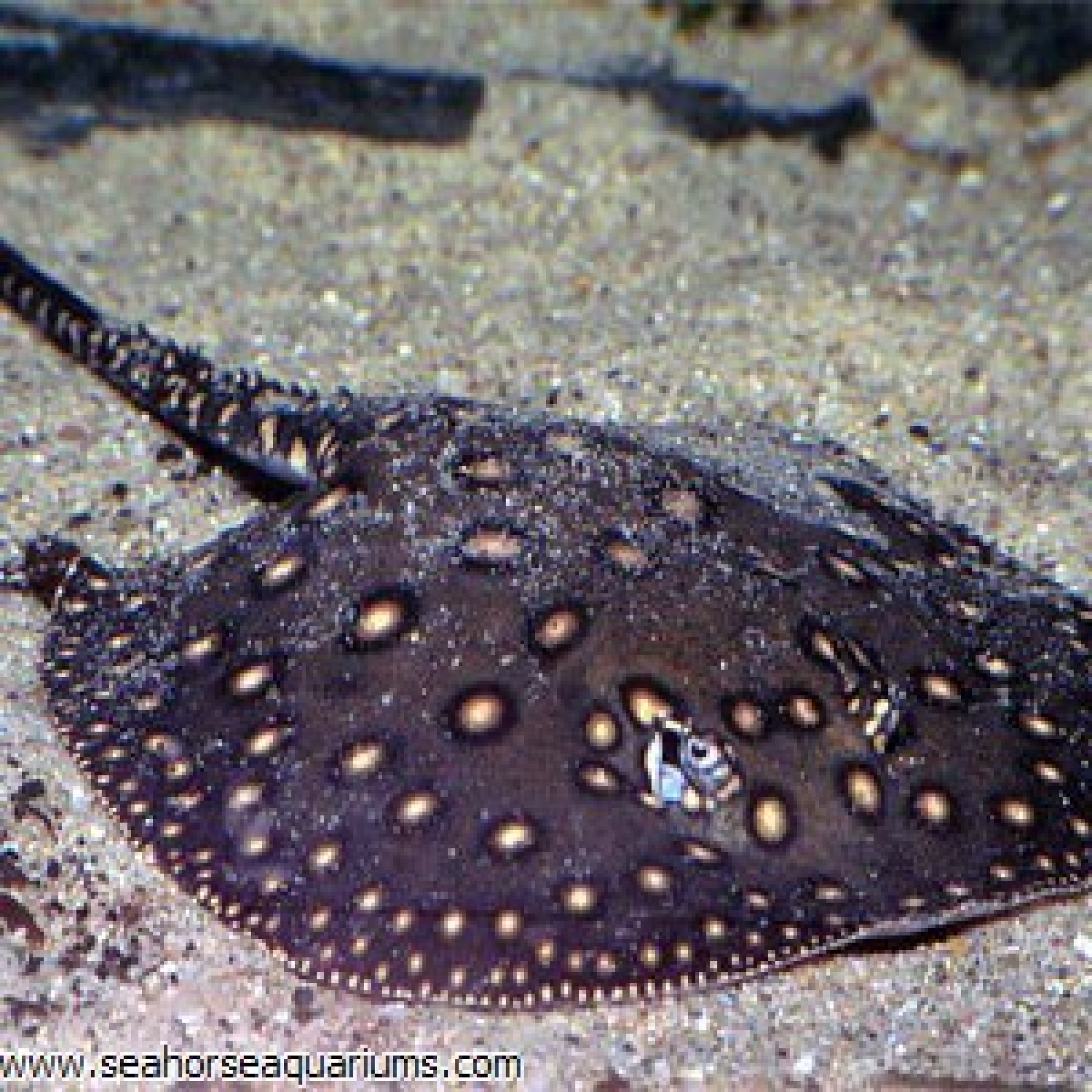 Sharks & Stingrays