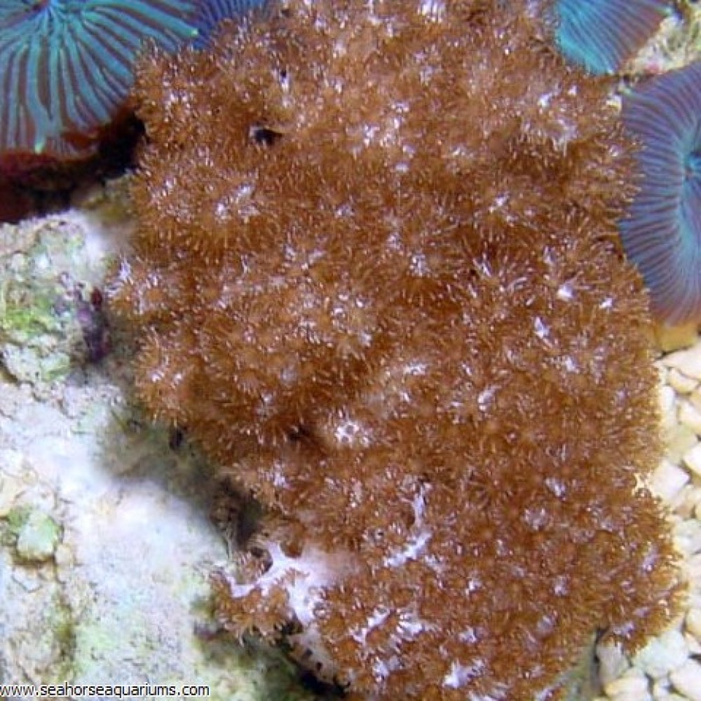 Round Finger Leather Coral     - Medium